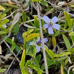 Isotoma fluviatilis subsp. australis at Marulan, NSW - 9 Nov 2024 10:44 AM