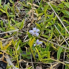 Isotoma fluviatilis subsp. australis at Marulan, NSW - 9 Nov 2024 10:44 AM