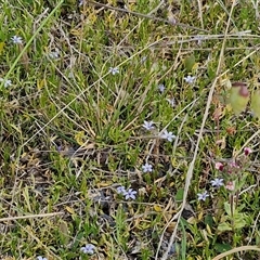 Isotoma fluviatilis subsp. australis at Marulan, NSW - 9 Nov 2024 10:44 AM