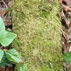 Unidentified Moss, Liverwort or Hornwort at Pipeclay, NSW - 5 Oct 2024 by MVM