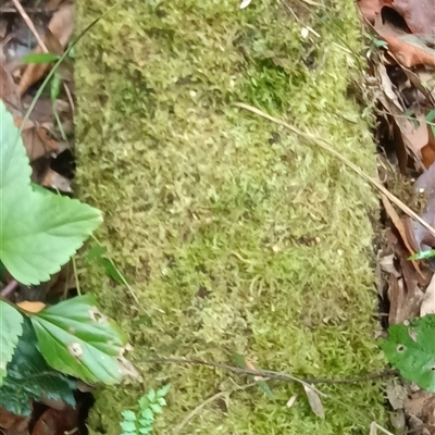 Unidentified Moss, Liverwort or Hornwort by MVM