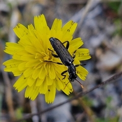 Eleale simplex (Clerid beetle) at Marulan, NSW - 8 Nov 2024 by trevorpreston