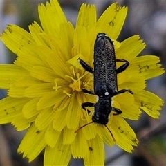 Eleale simplex at Marulan, NSW - 9 Nov 2024 10:43 AM