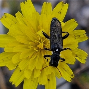 Eleale simplex at Marulan, NSW - 9 Nov 2024