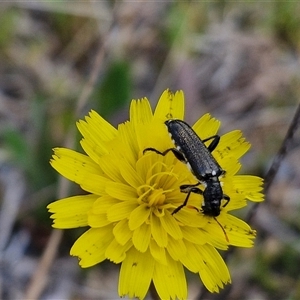 Eleale simplex at Marulan, NSW - 9 Nov 2024 10:43 AM