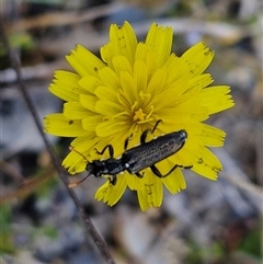 Eleale simplex at Marulan, NSW - 9 Nov 2024