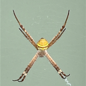 Argiope keyserlingi at Blaxlands Creek, NSW - 9 Nov 2024 09:19 AM