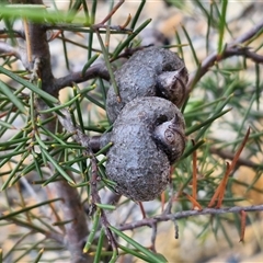 Hakea decurrens subsp. decurrens (Bushy Needlewood) at Marulan, NSW - 9 Nov 2024 by trevorpreston