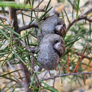 Hakea decurrens subsp. decurrens at Marulan, NSW - 9 Nov 2024 10:40 AM