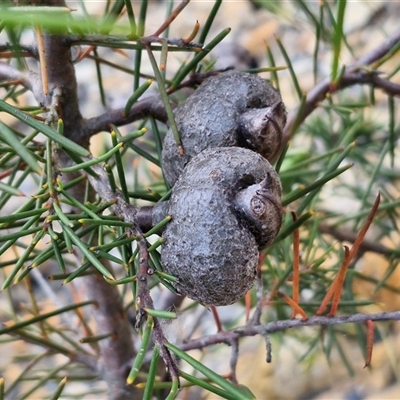 Hakea decurrens subsp. decurrens (Bushy Needlewood) at Marulan, NSW - 8 Nov 2024 by trevorpreston