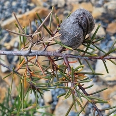 Hakea decurrens subsp. decurrens at Marulan, NSW - 9 Nov 2024 10:40 AM