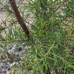 Hakea decurrens subsp. decurrens at Marulan, NSW - 9 Nov 2024 10:40 AM