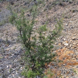 Hakea decurrens subsp. decurrens at Marulan, NSW - 9 Nov 2024 10:40 AM