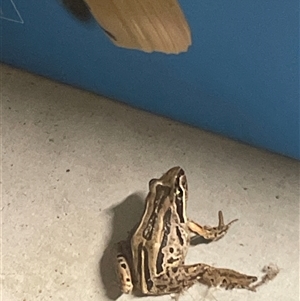 Limnodynastes peronii at Blaxlands Creek, NSW - 9 Nov 2024