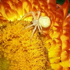 Thomisidae (family) (Unidentified Crab spider or Flower spider) at Goulburn, NSW - 9 Nov 2024 by glbn1