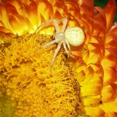 Thomisidae (family) (Unidentified Crab spider or Flower spider) at Goulburn, NSW - 9 Nov 2024 by glbn1