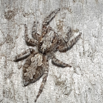 Servaea sp. (genus) (Unidentified Servaea jumping spider) at Goulburn, NSW - 8 Nov 2024 by glbn1