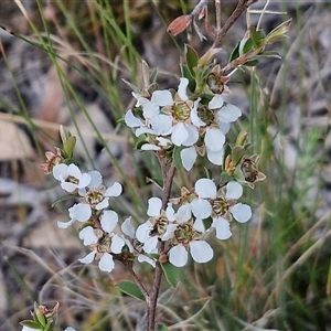 Gaudium multicaule at Marulan, NSW - 9 Nov 2024