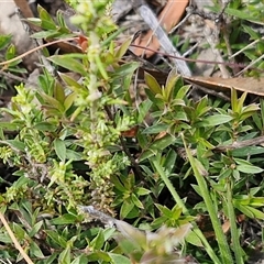 Gaudium multicaule at Marulan, NSW - 9 Nov 2024 10:34 AM