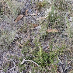 Gaudium multicaule at Marulan, NSW - 9 Nov 2024 10:34 AM