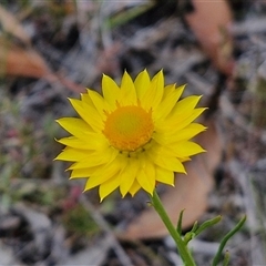 Xerochrysum viscosum (Sticky Everlasting) at Marulan, NSW - 8 Nov 2024 by trevorpreston