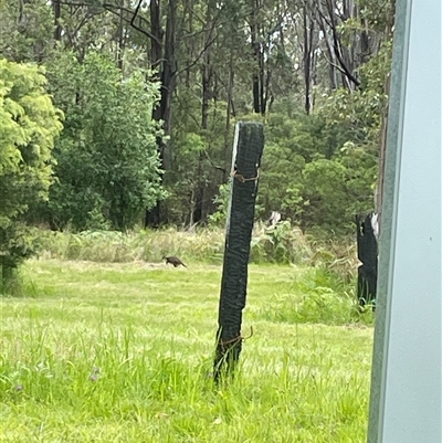 Macropodidae (family) (Unknown kangaroo or wallaby) at Blaxlands Creek, NSW - 9 Nov 2024 by VickiC