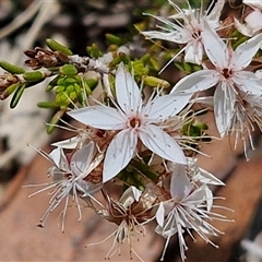 Calytrix tetragona (Common Fringe-myrtle) at Marulan, NSW - 8 Nov 2024 by trevorpreston