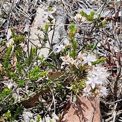 Calytrix tetragona at Marulan, NSW - 9 Nov 2024 10:33 AM