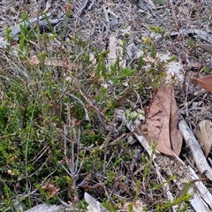 Calytrix tetragona at Marulan, NSW - 9 Nov 2024 10:33 AM