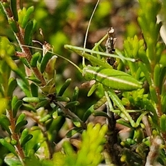 Unidentified Katydid (Tettigoniidae) at Marulan, NSW - 8 Nov 2024 by trevorpreston