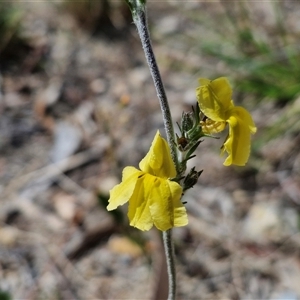 Goodenia bellidifolia subsp. bellidifolia at Marulan, NSW - 9 Nov 2024