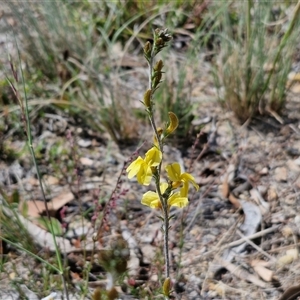 Goodenia bellidifolia subsp. bellidifolia at Marulan, NSW - 9 Nov 2024 10:32 AM