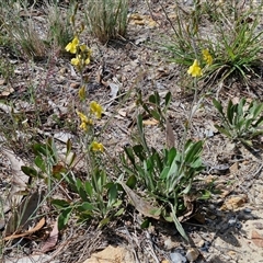 Goodenia bellidifolia subsp. bellidifolia at Marulan, NSW - 9 Nov 2024 10:32 AM