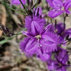 Thysanotus tuberosus subsp. tuberosus (Common Fringe-lily) at Marulan, NSW - 9 Nov 2024 by trevorpreston