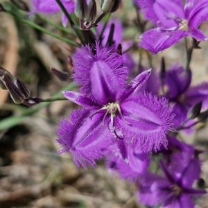 Thysanotus tuberosus subsp. tuberosus at Marulan, NSW - 9 Nov 2024