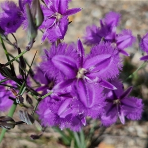 Thysanotus tuberosus subsp. tuberosus at Marulan, NSW - 9 Nov 2024