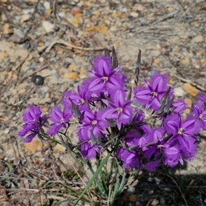 Thysanotus tuberosus subsp. tuberosus at Marulan, NSW - 9 Nov 2024