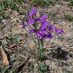 Thysanotus tuberosus subsp. tuberosus at Marulan, NSW - 9 Nov 2024