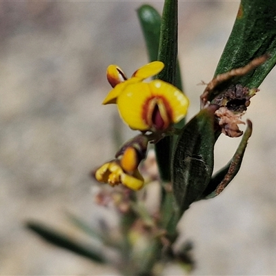 Daviesia mimosoides (Bitter Pea) at Marulan, NSW - 9 Nov 2024 by trevorpreston