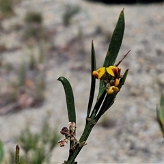 Daviesia mimosoides at Marulan, NSW - 9 Nov 2024