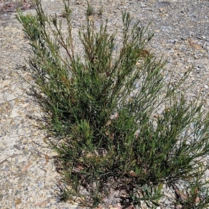 Daviesia mimosoides at Marulan, NSW - 9 Nov 2024