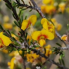 Dillwynia sericea (Egg And Bacon Peas) at Marulan, NSW - 9 Nov 2024 by trevorpreston