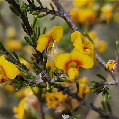 Dillwynia sericea (Egg And Bacon Peas) at Marulan, NSW - 8 Nov 2024 by trevorpreston