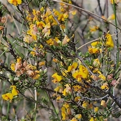 Dillwynia sericea at Marulan, NSW - 9 Nov 2024 10:27 AM