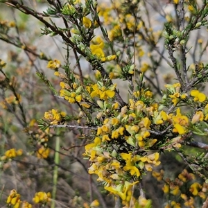 Dillwynia sericea at Marulan, NSW - 9 Nov 2024 10:27 AM