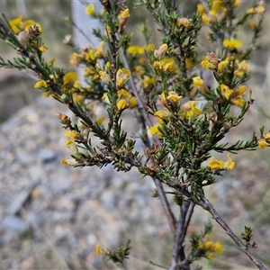 Dillwynia sericea at Marulan, NSW - 9 Nov 2024 10:27 AM