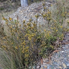 Dillwynia sericea at Marulan, NSW - 9 Nov 2024