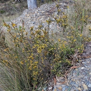 Dillwynia sericea at Marulan, NSW - 9 Nov 2024 10:27 AM