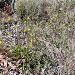 Goodenia bellidifolia subsp. bellidifolia at Marulan, NSW - 9 Nov 2024