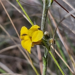 Goodenia bellidifolia subsp. bellidifolia at Marulan, NSW - 9 Nov 2024